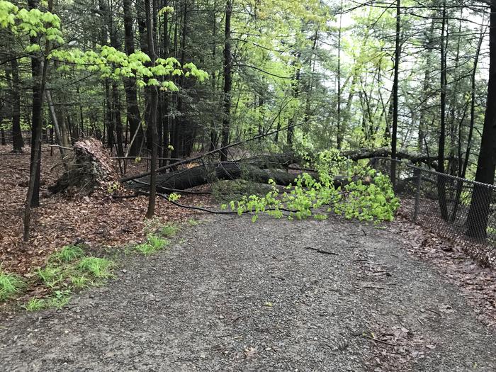 A large tree fell on the north rim, just below the overlook A large tree fell on the north rim, just below the overlook