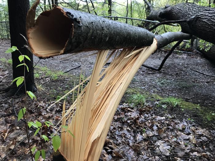 A smaller tree paid the price for its neighbor's downfall A smaller tree paid the price for its neighbor's downfall